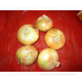 /msite/products/detail/productid/57048243/id/573198.html